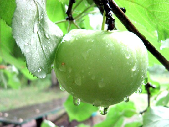 яблочко для тебя. яблоко с пожеланиями. спасибо за внимание фрукты. спасибо с яблоком. спасибо надпись на яблоке.