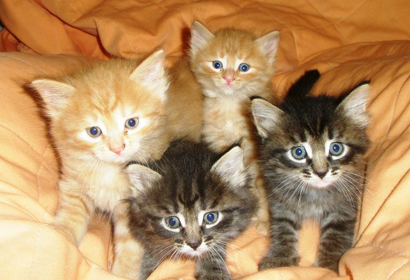 Котенок помесь - картинки и фото koshka.top