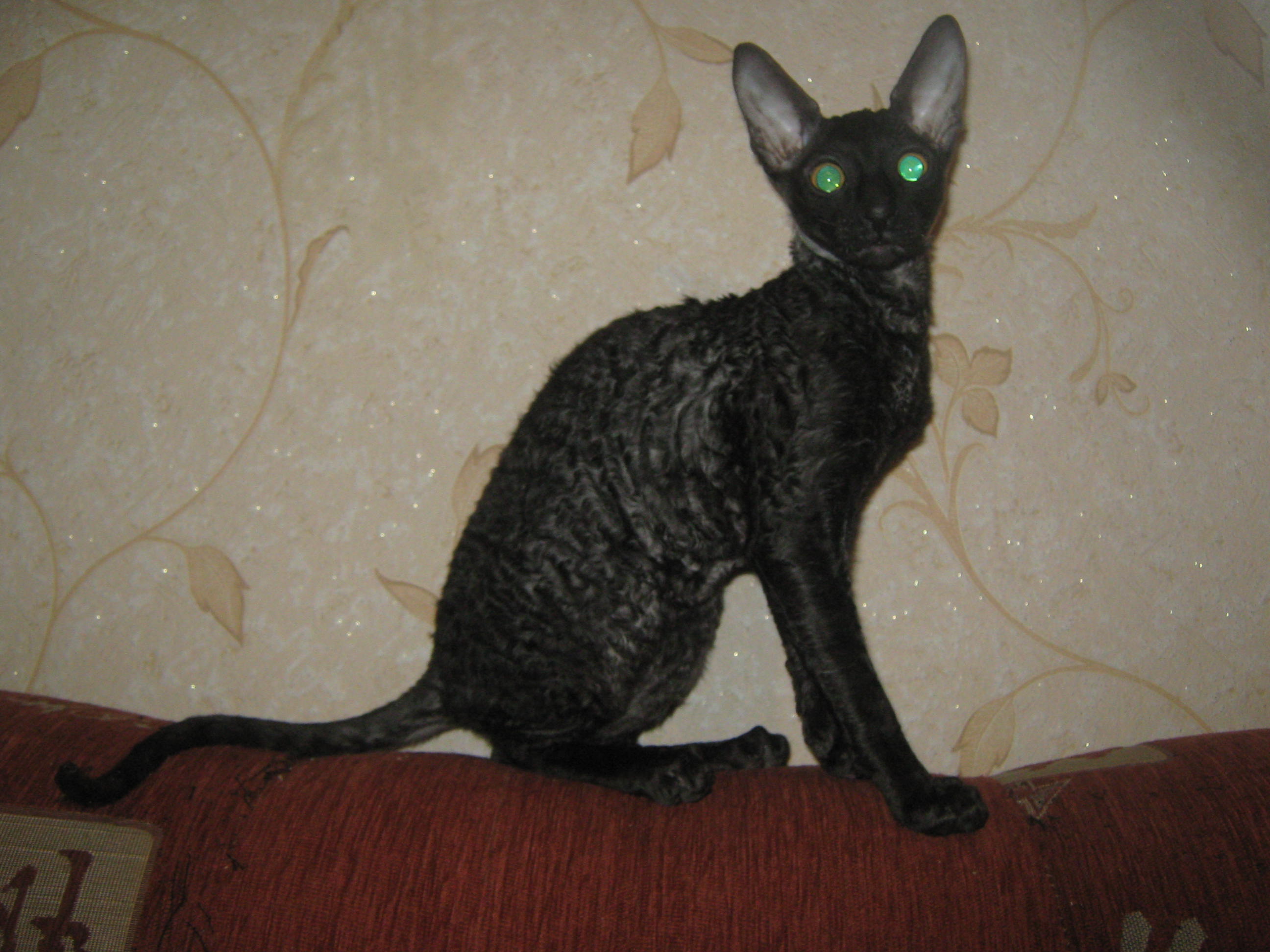 Корниш Рекс Коричневый