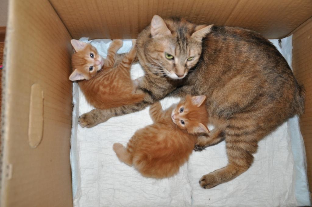 сегодня кошка родила котят. у нас рождается котята. котята выросли немножко а есть из блюдца не хотят.