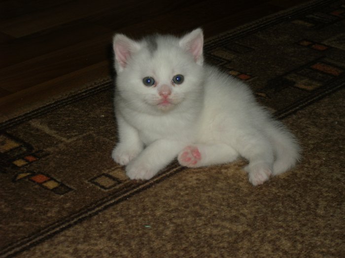 Белые Котята Шотландцы Фото