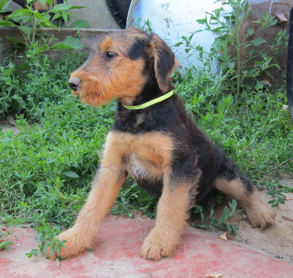 Эрдельтерьер Купить Щенка В Казани