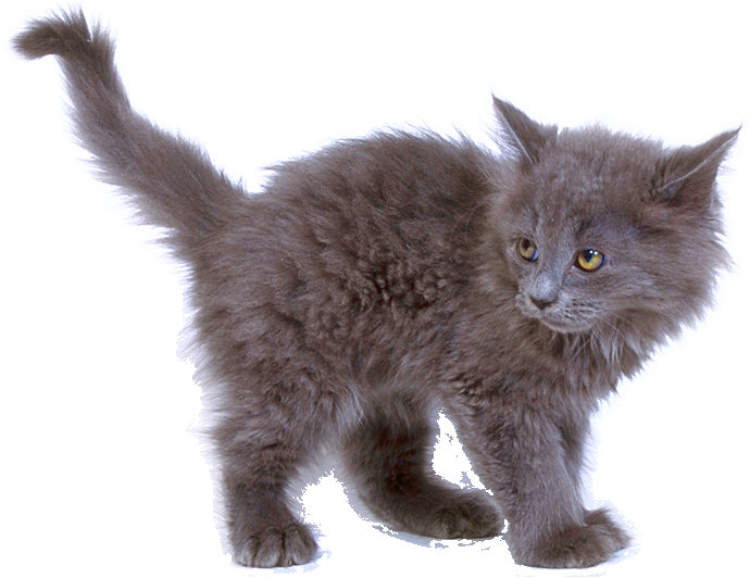 Котята Картинки Png