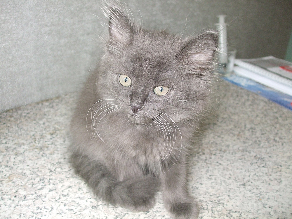 нибелунг (порода кошек). дымчатый котенок. дымчатая кошка с желтыми глазами. как назвать дымчатого котенка. котенок темно серый пушистый.