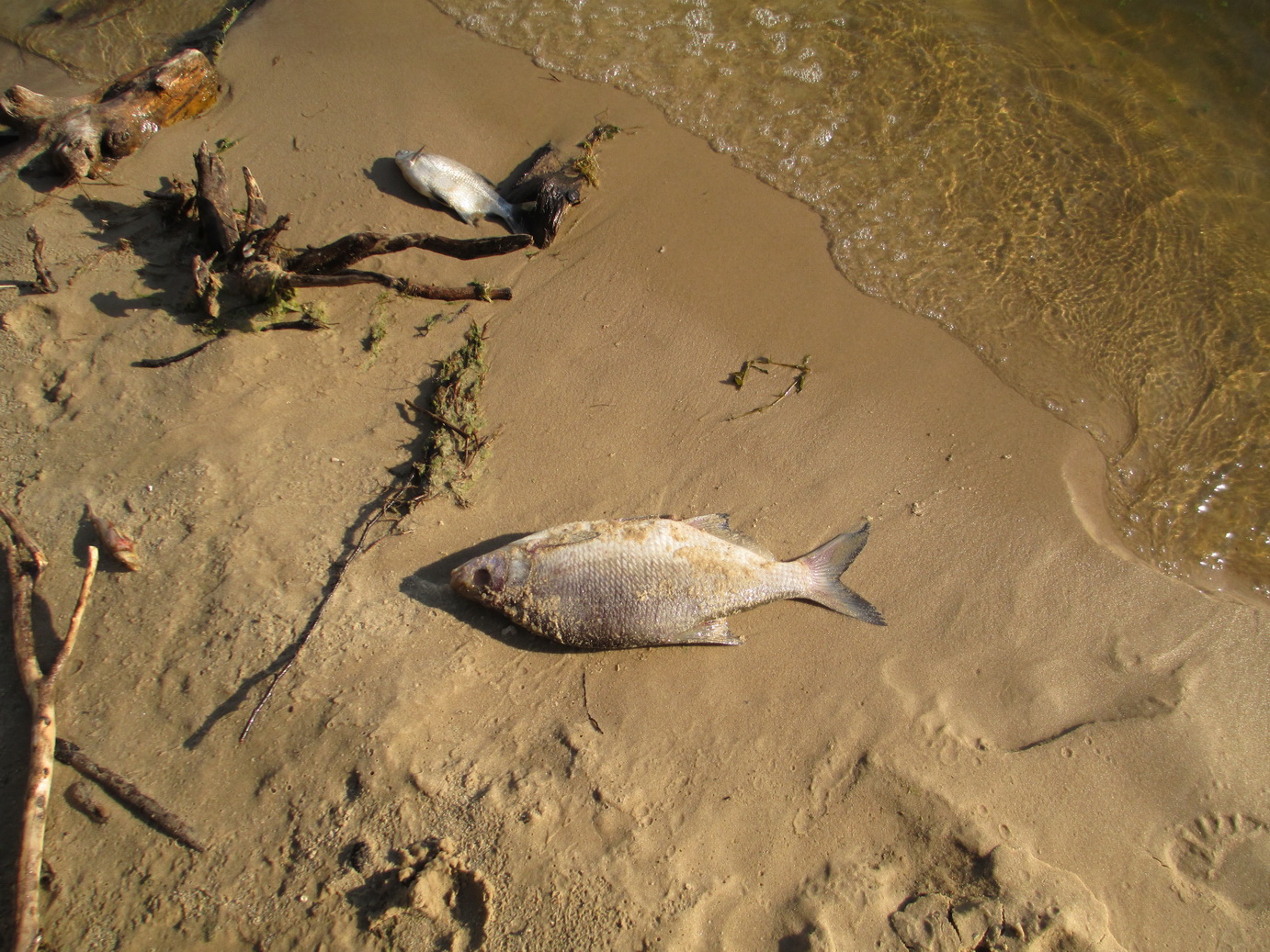 Greece fisherman boat. анчоусы хамса сардины. рыбный промысел. горе море рыба. океан и горы.