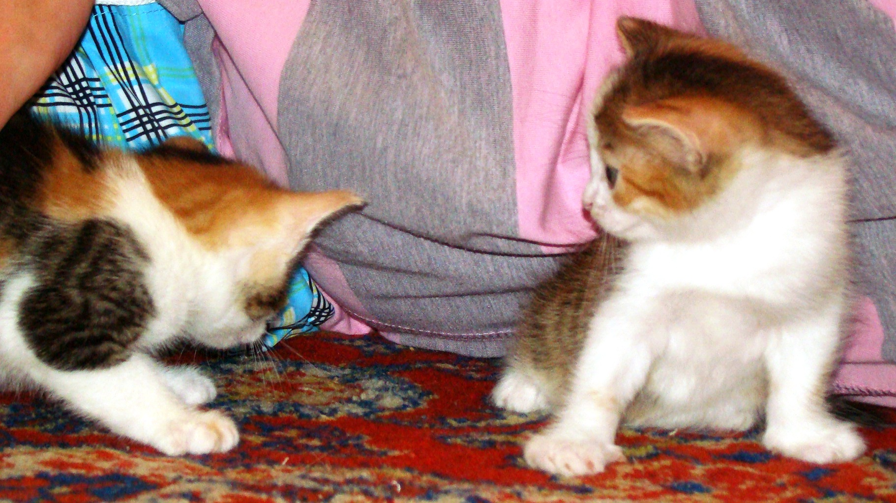 У каких кошек рождаются трехцветные котята. Трехцветный котенок. Трехцветная кошка с котятами. Трехцветные котята в Пушкино. Месячные котята трехцветные.