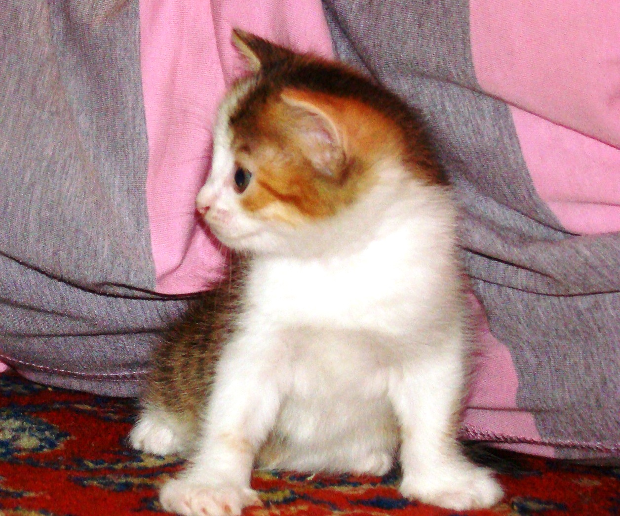 Опять этот огромный кот. Кошки фрязино. Трехцветные котята фото. Кошки фрязино. Серый кот песня.