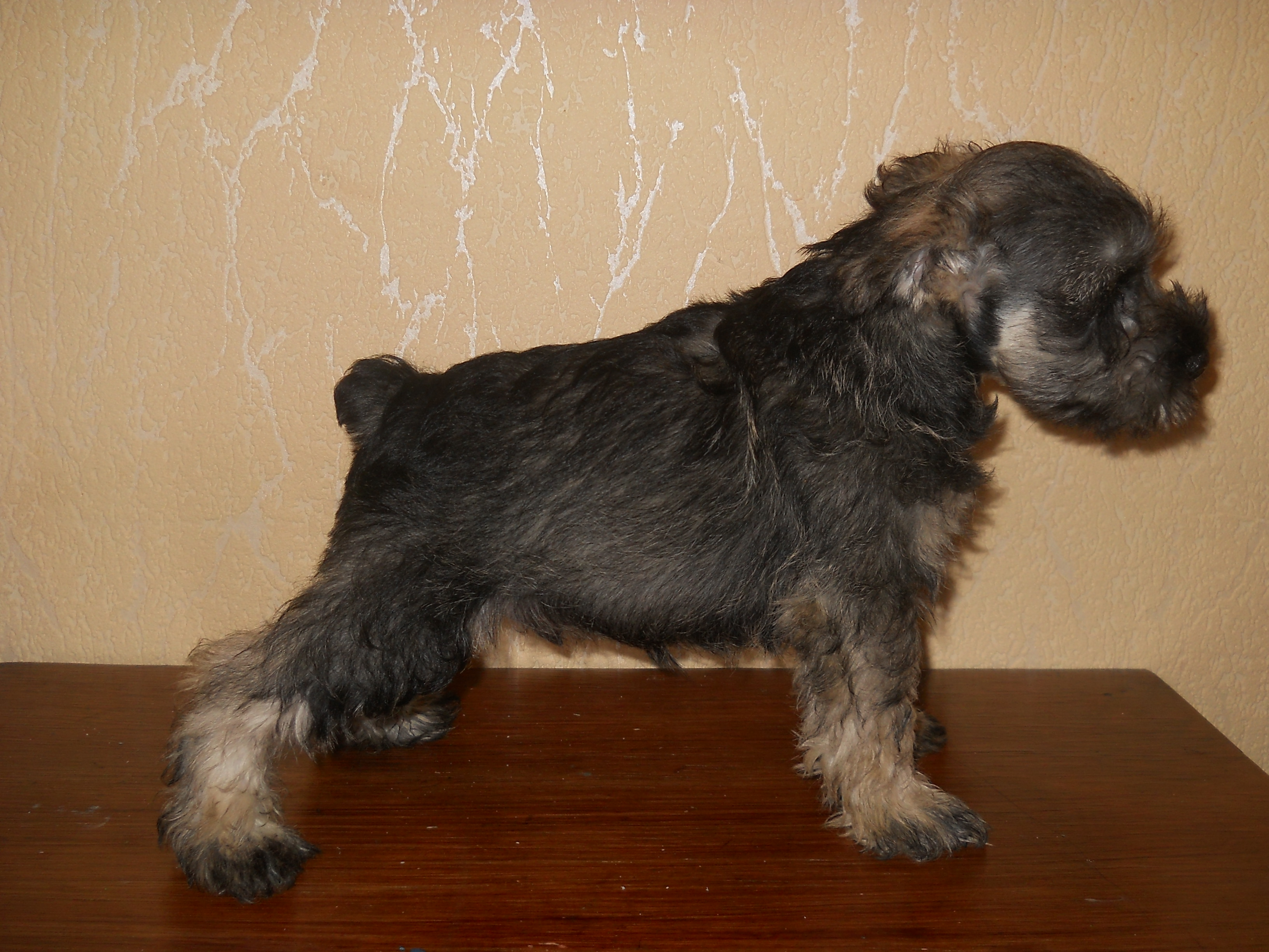 Цвергшнауцер черный щенок 3 месяца. Цвергшнауцер щенки 3 месяца. Цвергшнауцер черный щенок 3 месяца. Ризеншнауцер гипоаллергенный. Цвергшнауцер купить в нижнем новгороде.