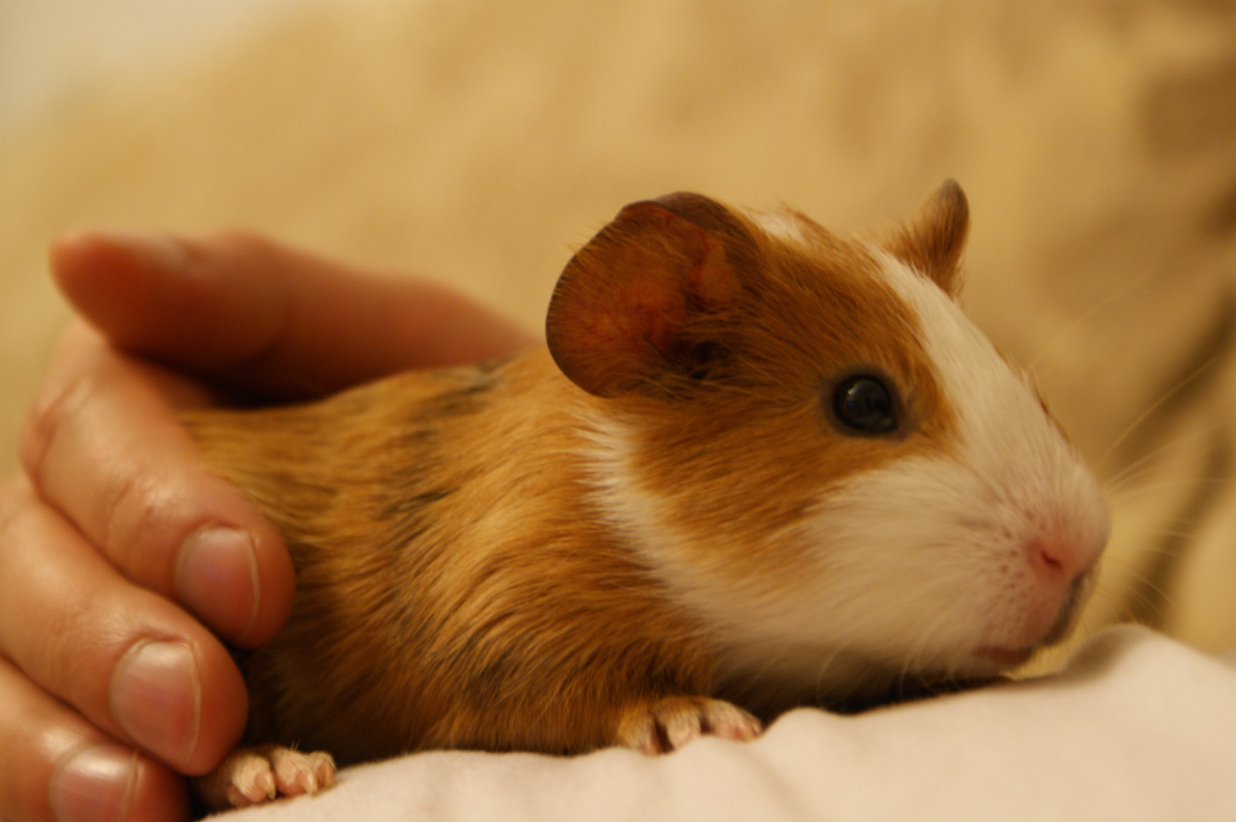 морская свинка обыкновенная гладкошерстная. хомяк в колпаке. новогодняя морская свинка. подарите морскую свинку. морская свинка болдуин.