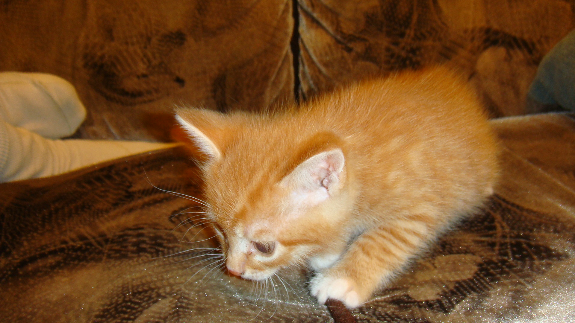 кот рыжий 18 см. найден кот белгород. г. рыжий кот фермер. рыжий кот белгород.