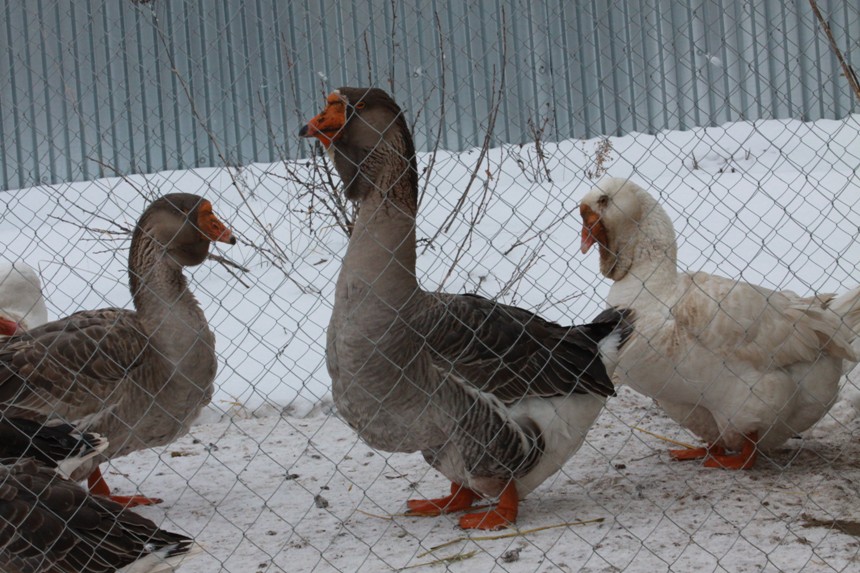 Купить Гусей В Курске И Области