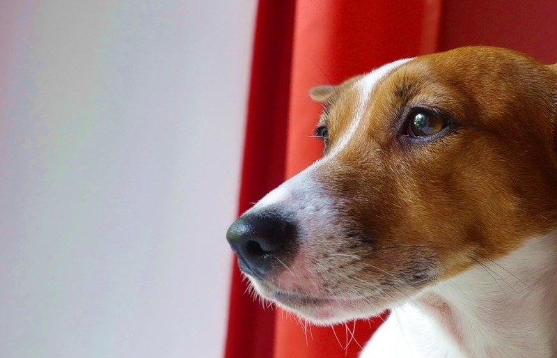 в хорошие руки рассела. американский джек рассел терьер. джек рассел и лабрадор смесь. 5. джек рассел терьер отдам в хорошие руки.