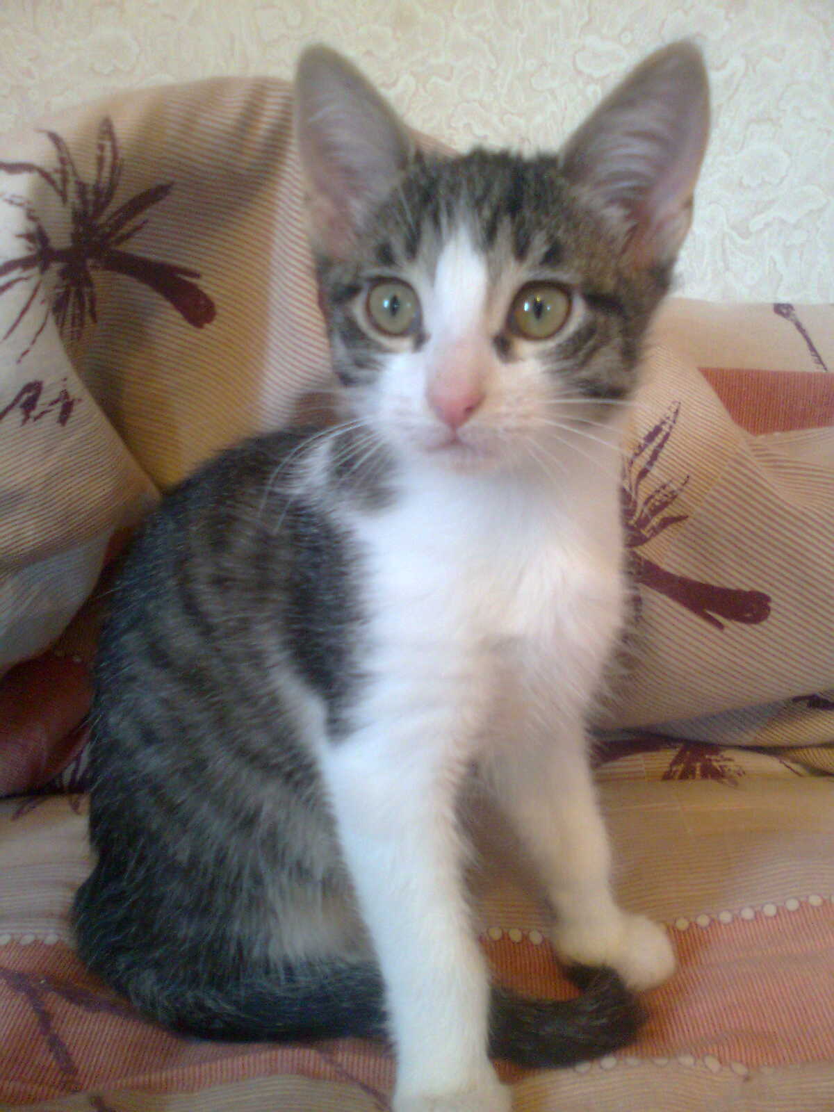 Крысоловка кошка
