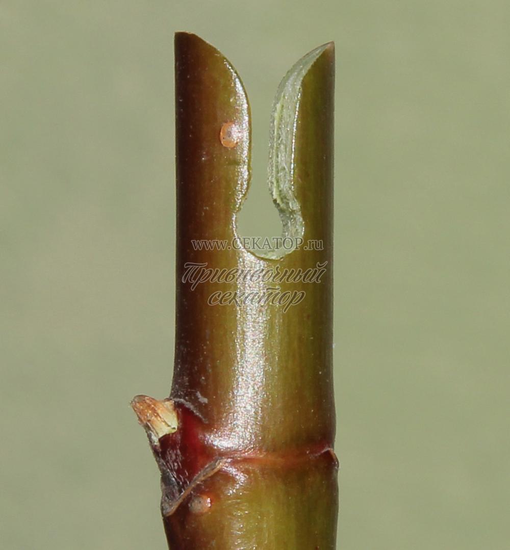 вакцинация. прививка яблони окулировкой. нужные прививки для детей. способы прививки. прививки сыворотки.