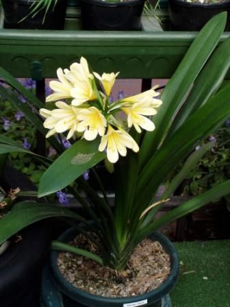 Кливия Цветок Где Купить В Новосибирске