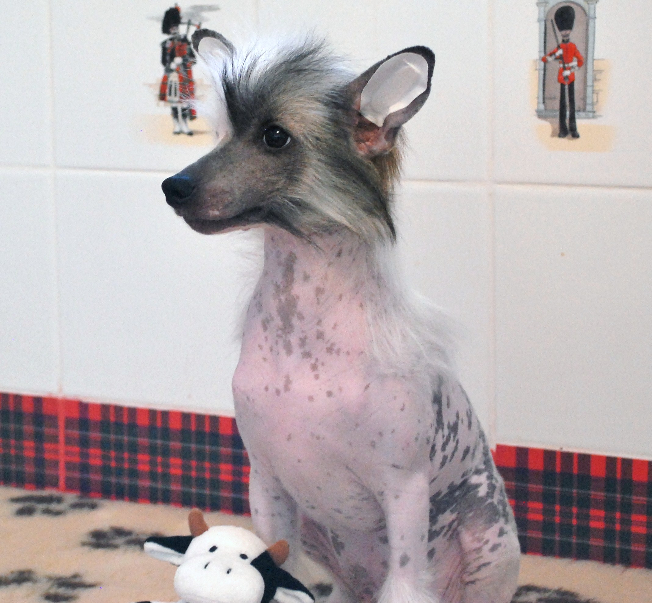 фото голая хохлатая китайская собака фото фото 79