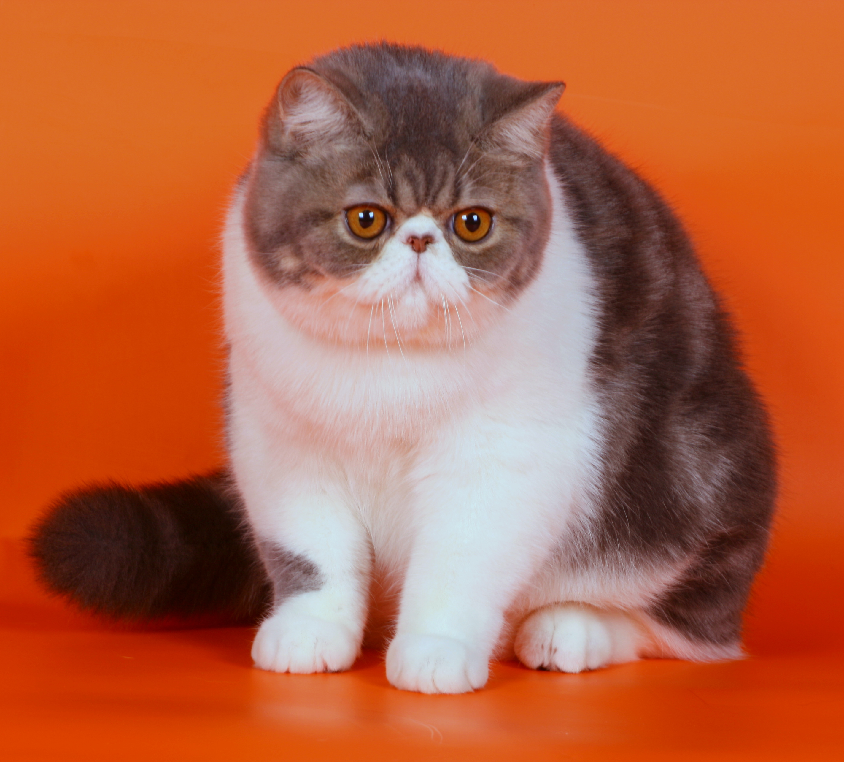 Котята Экзоты Фото
