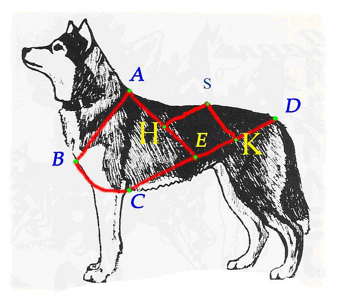 Как правильно подобрать собаку. Мерки для ездовой шлейки. Шлейка Алык ездовая. Ездовая шлейка для немецкой овчарки Размеры. Снятие мерки шлейки для ездовых собак.