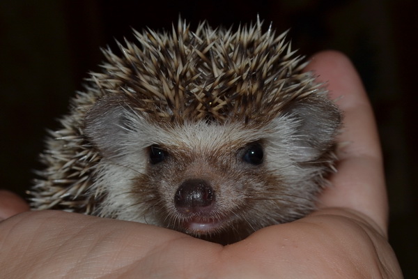 Милые ежики. Как зовут ежика. Ёжик зовёт. Имена для ёжиков. Ежик на полу.