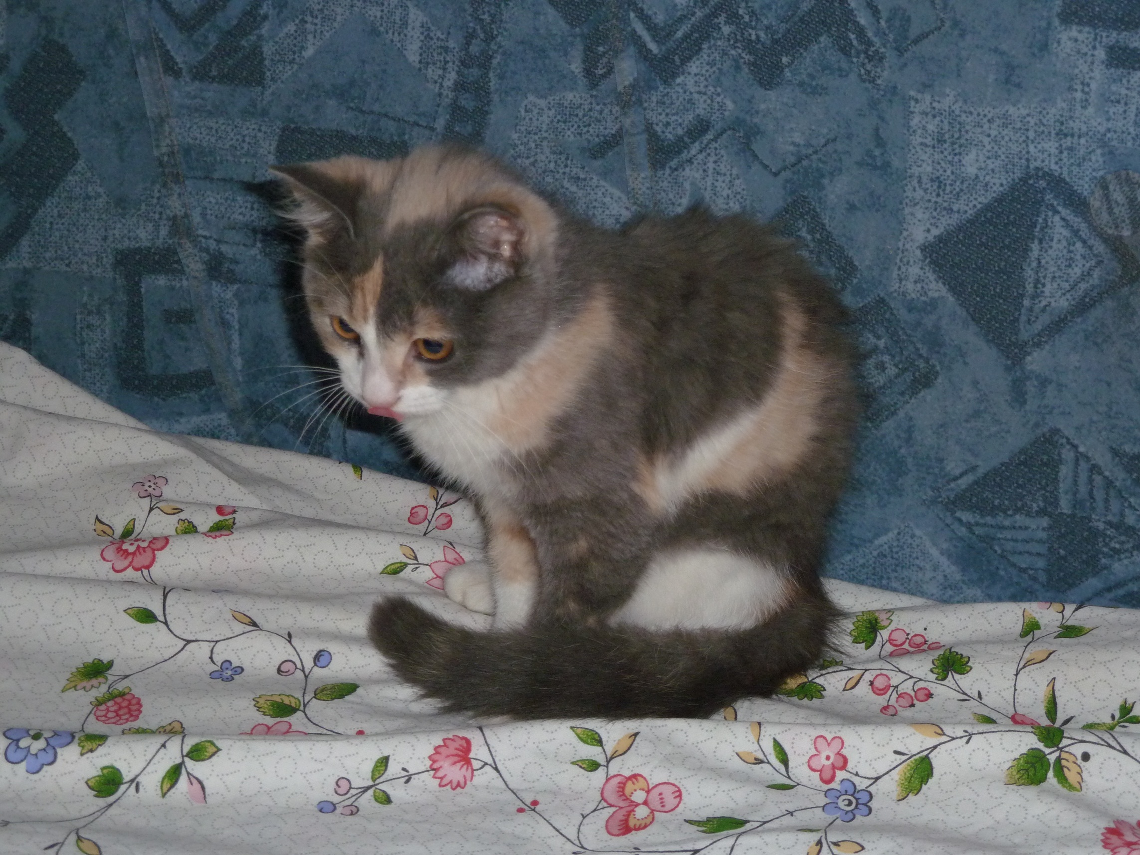 найденные коты иваново. приют майский день иваново котята. пропал кот рыжий кот иваново. иваново найден котенок. иваново найден котенок.