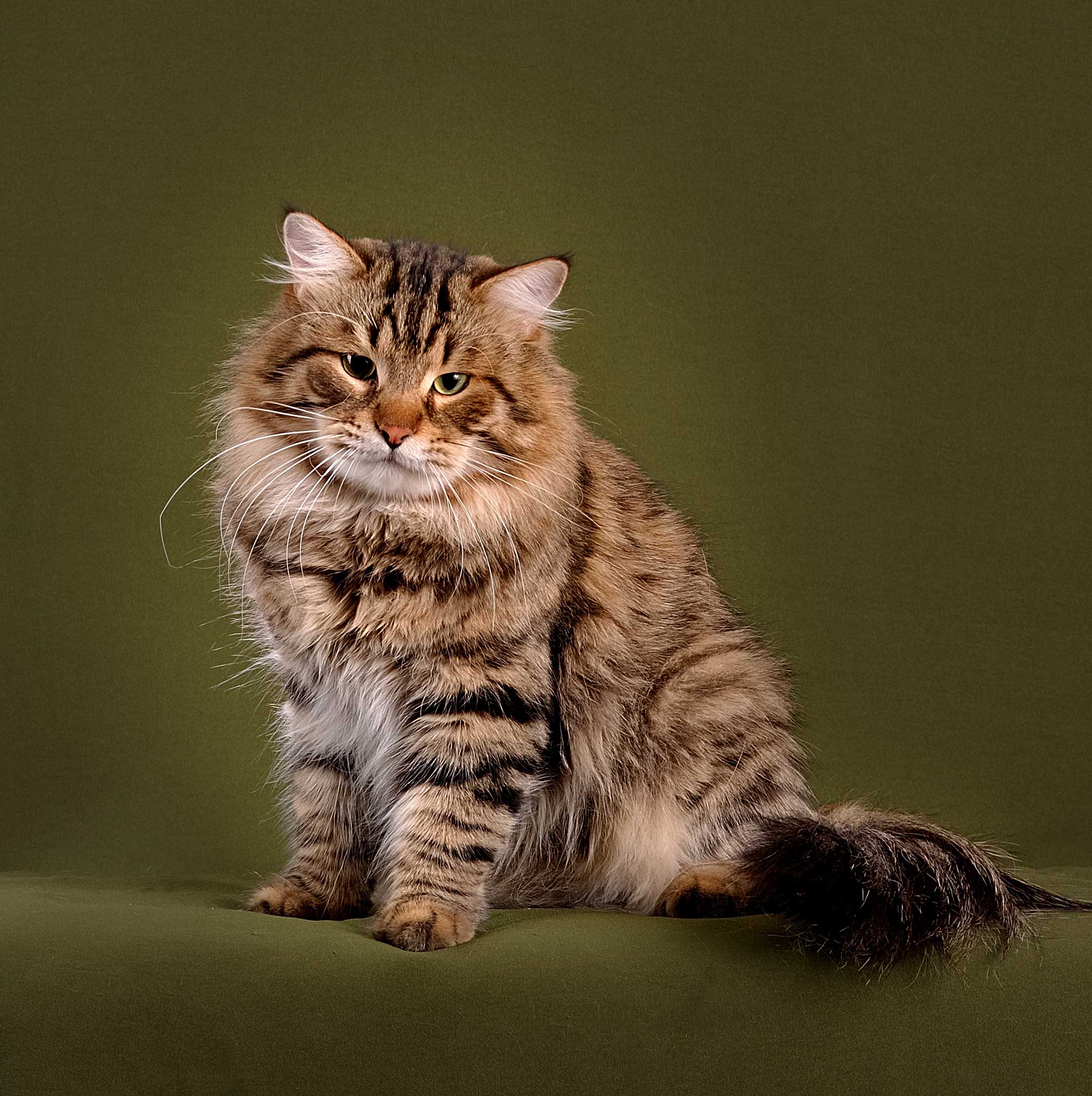 Сибирская кошка окрасы