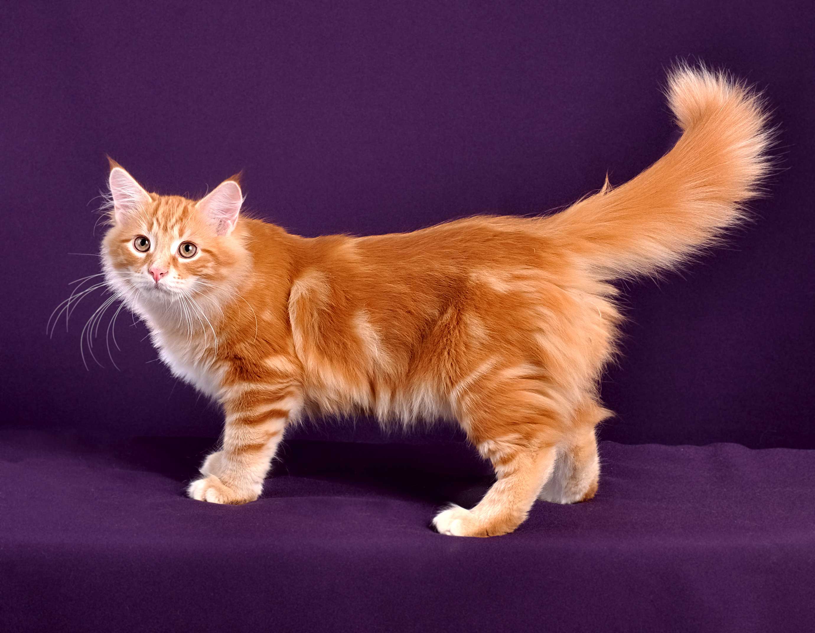 Рыжие породы кошек с фотографиями. Сибирский гладкошерстный рыжий кот. Сибирский Мейн кун рыжий. Сибирский майнкун рыжий. Мейн кун рыжий гладкошерстный.