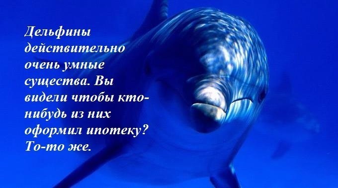 Дельфины картинки с надписью, про пару