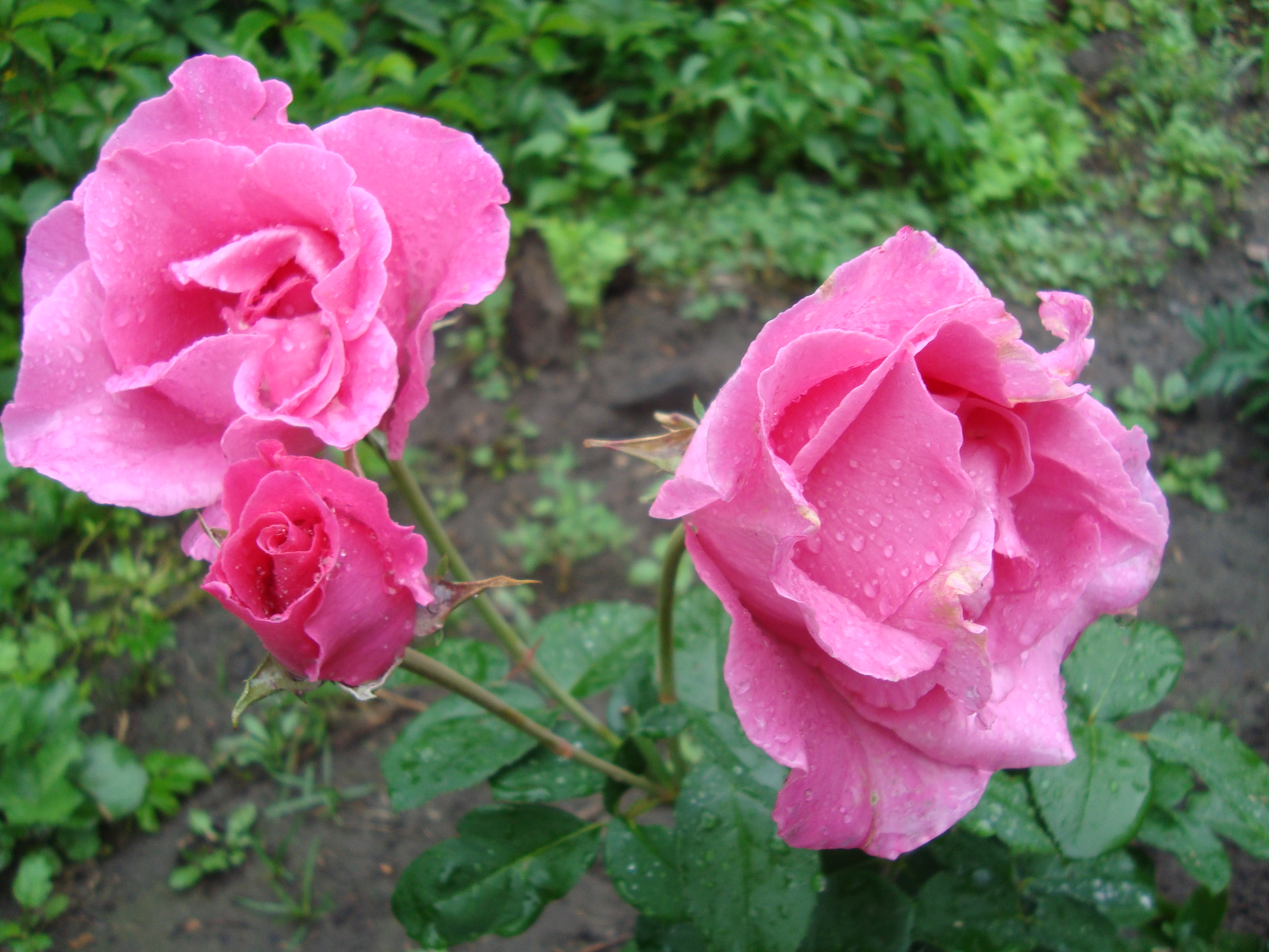 Фирма с розой. Babe rose. Babe rose. Babe rose. Babe rose.
