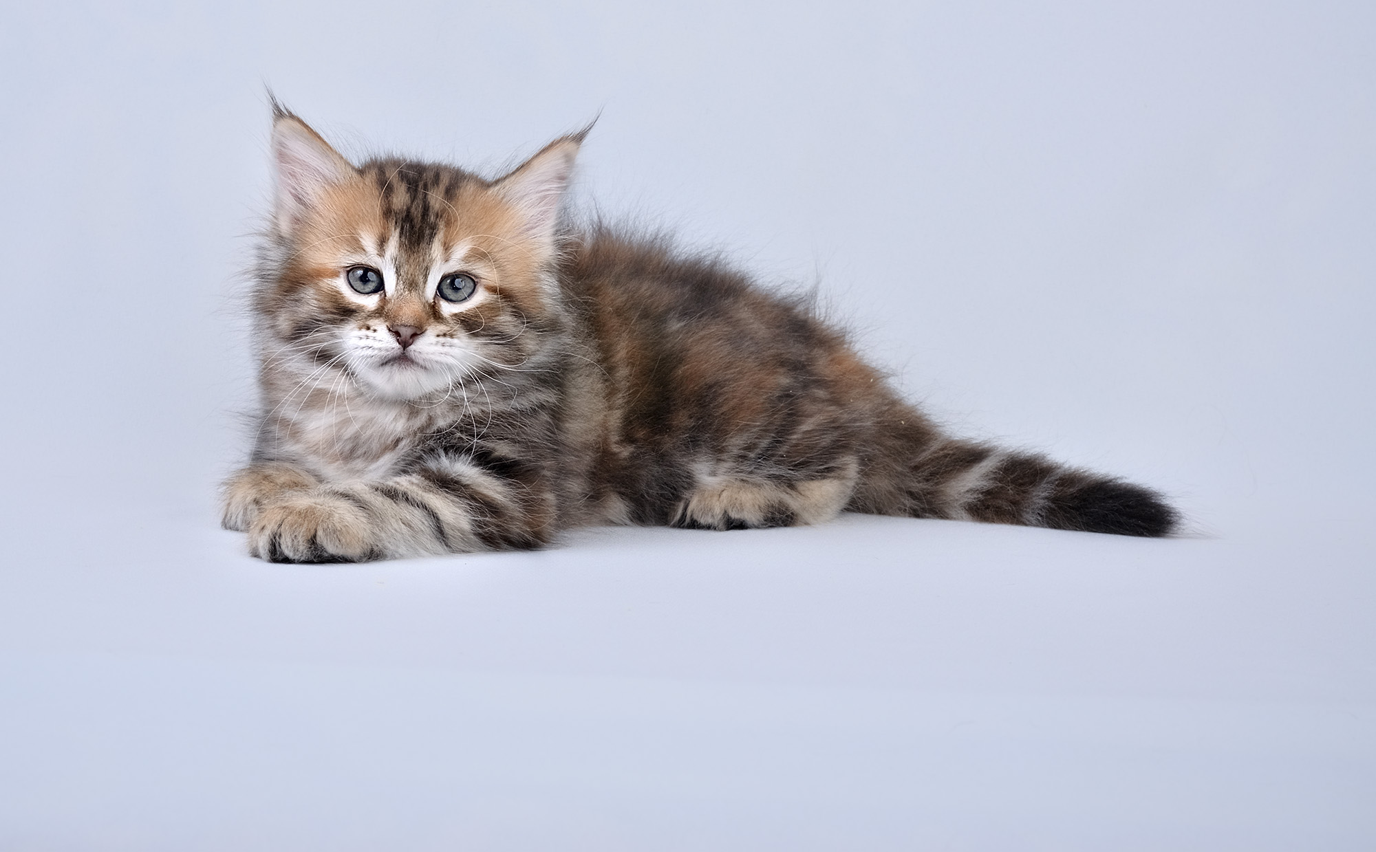 Сибирские котята питомник. Сибирский мраморный кот. Сибирские котята. Сибирские котята фото.