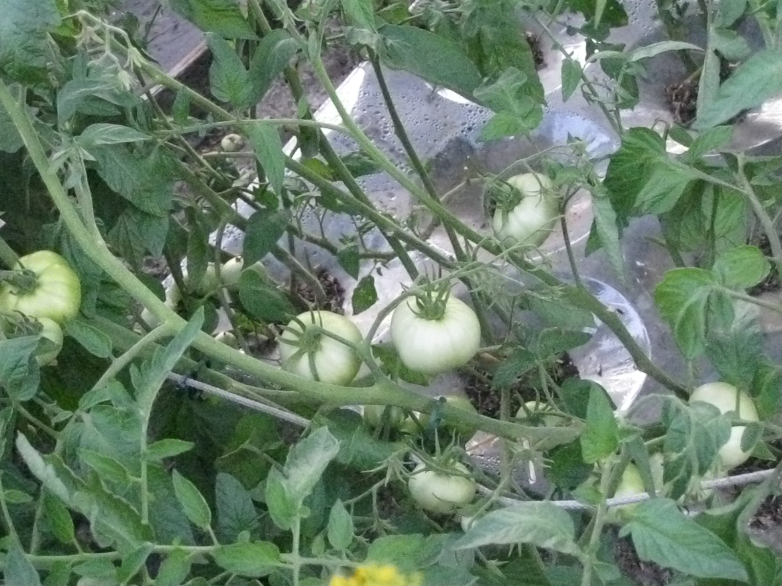 Как спасти помидоры от фитофторы в открытом грунте