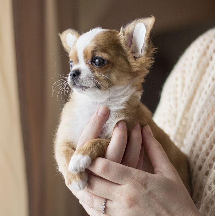 Escorts Chihuahua