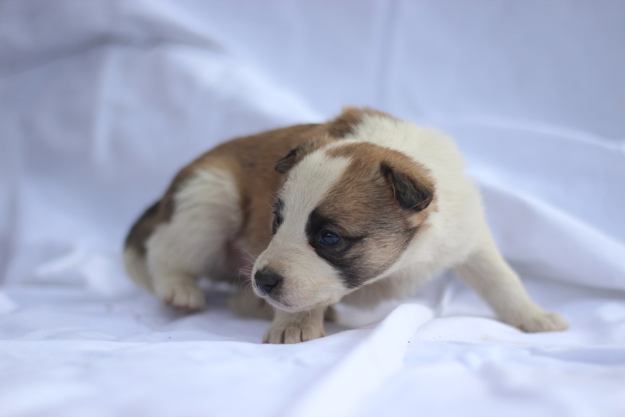 Pup20. 20 щенков. выгуливает много собак. двухгодовалый щенок. 20 щенков.