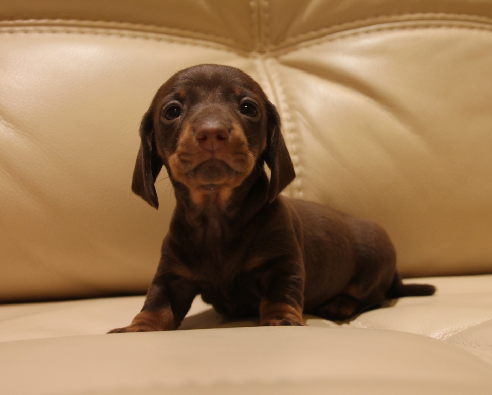 Купить Мини Таксу Заводчик