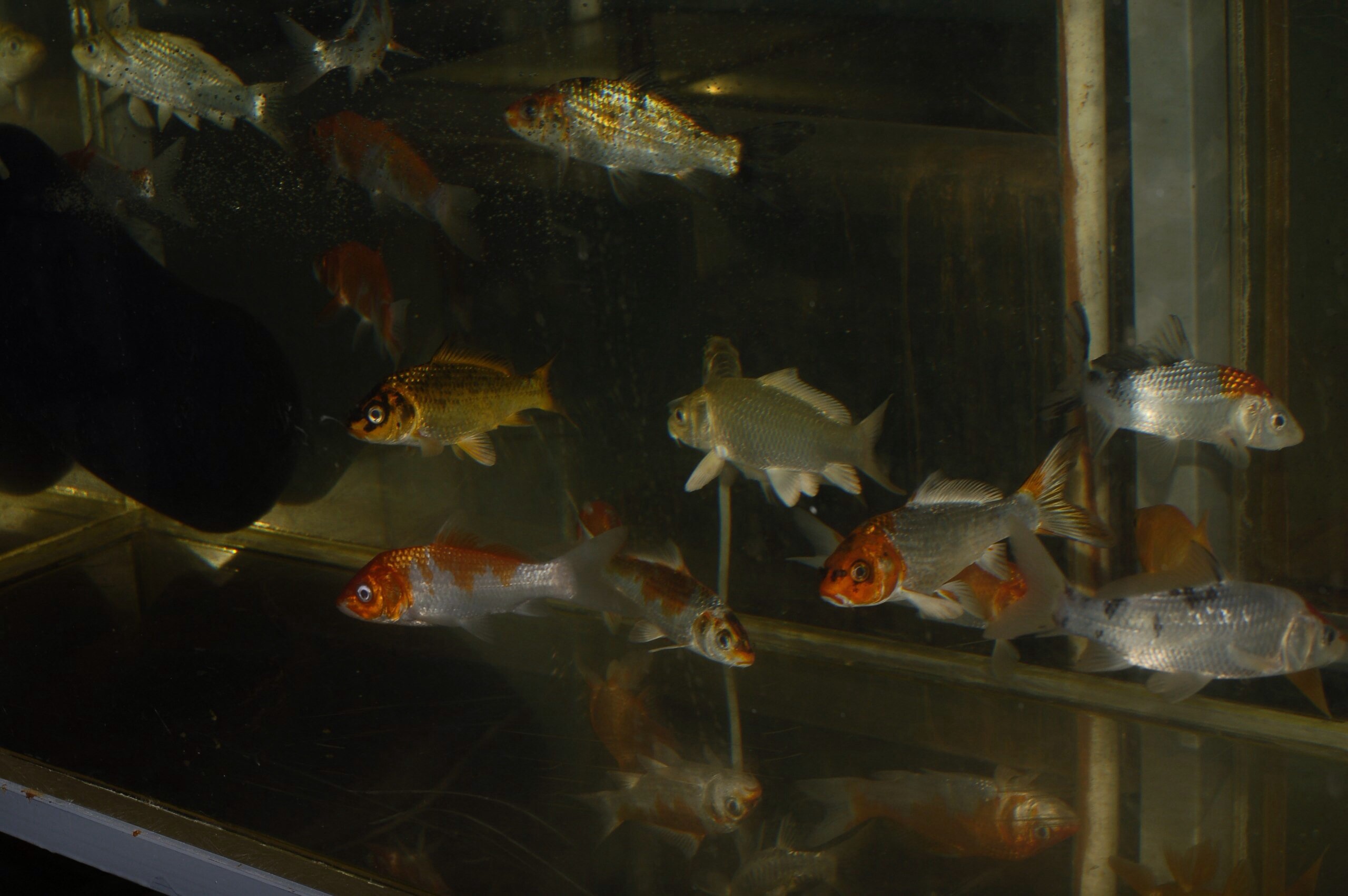 Продать аквариумных рыбок. Древний вид аквариумной рыбы. Аквариум в Ташкенте для рыб. Рыбки аквариумные Сити Краснослободск Мордовия. Верхотурье продажа рыбок аквариумных рыб.
