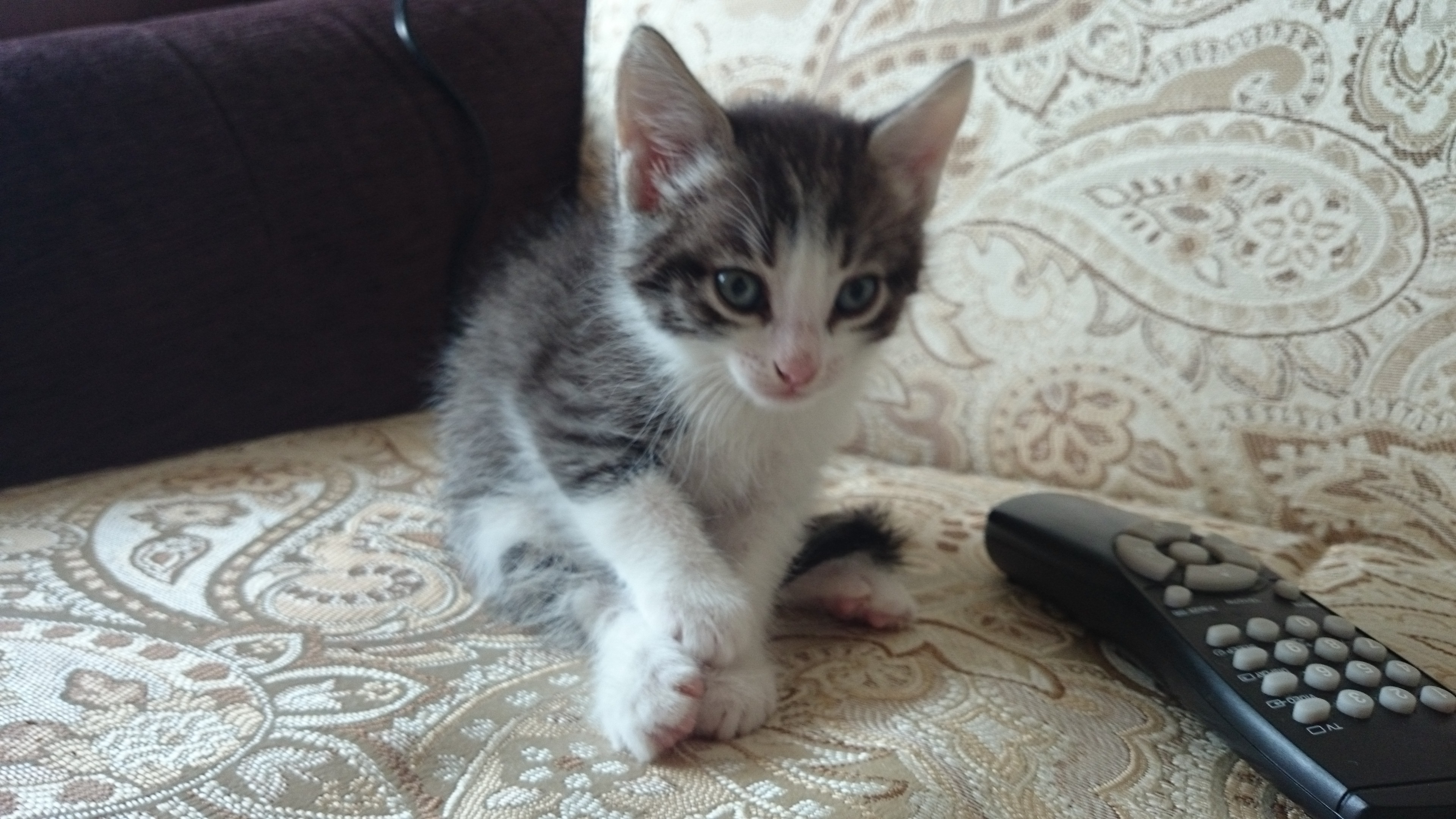 Котята 1.5 Месяца Купить