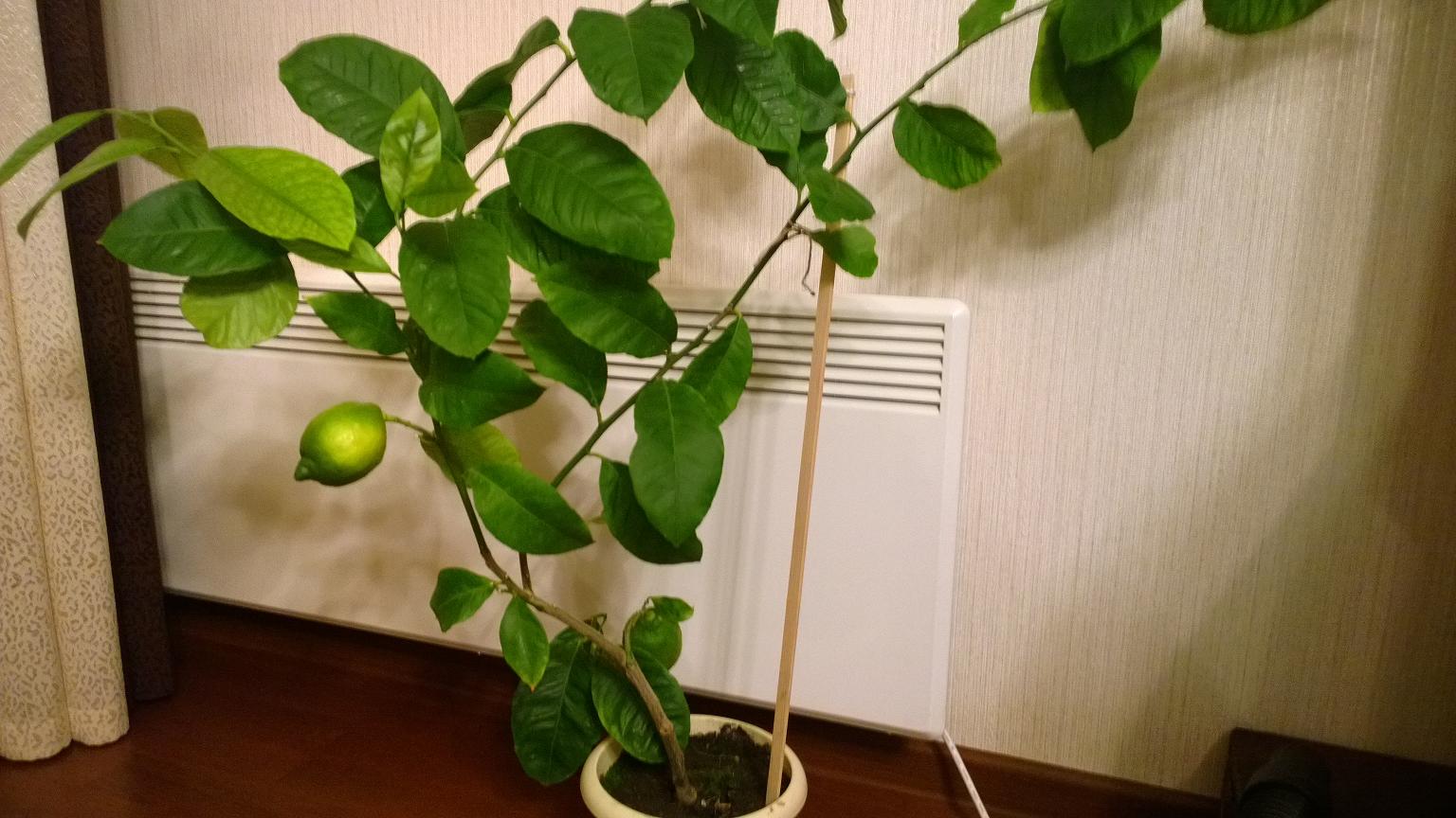 Где Можно Купить Павловский Лимон