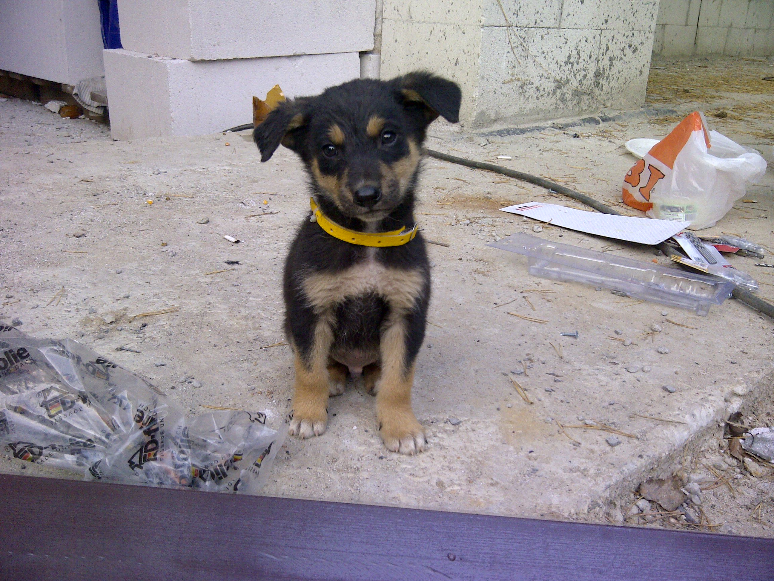 бездомная собака с щенками. куда пристроить щенков. щенки в приюте породистые. куда пристроить щенков. собачий приют в швеции.