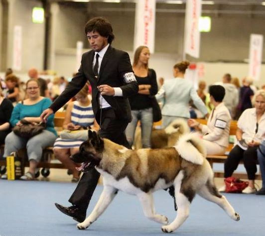 Собака с медалями. Выставочные собаки породы. Выставочные классы собак. Выставка собак с какого собаку. Группы собак.