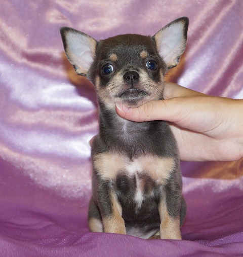 Где Купить Щенка В Нижнем Новгороде