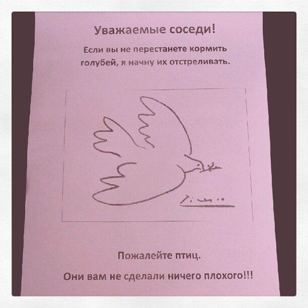 Объявление не кормить голубей образец