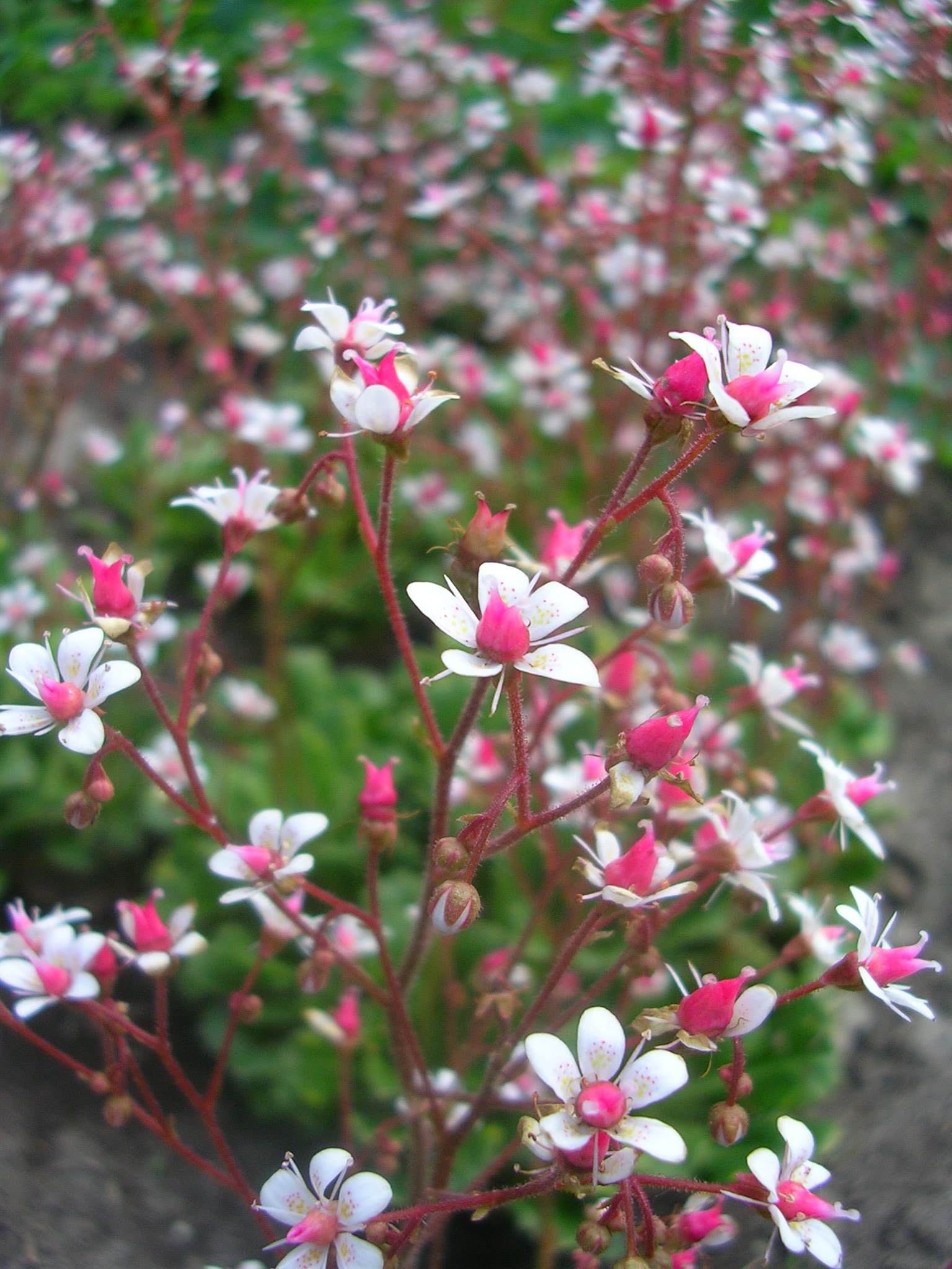 Камнеломка Супротивнолистная Купить Семена