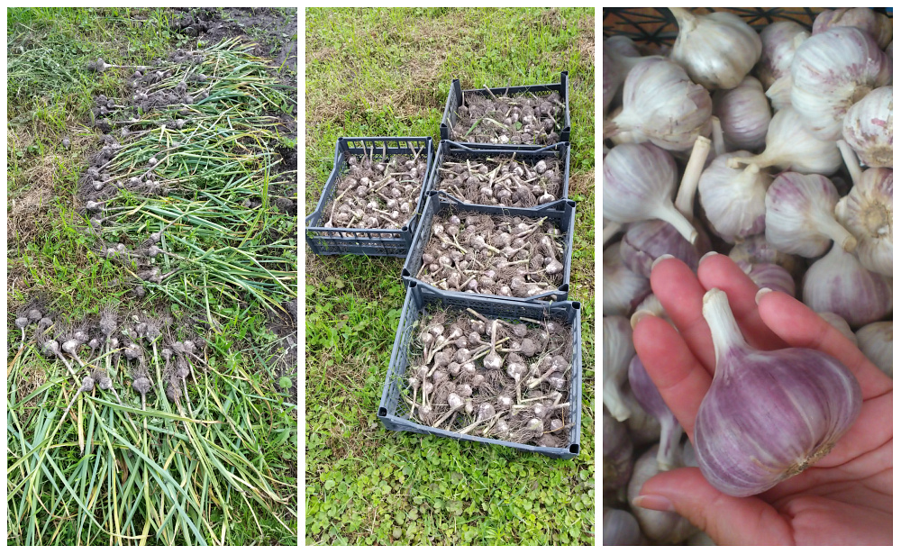 рынок чеснока рф. урожай чеснока с гектара. урожай чеснока с сотки. чеснок 1 соток. урожай чеснока.