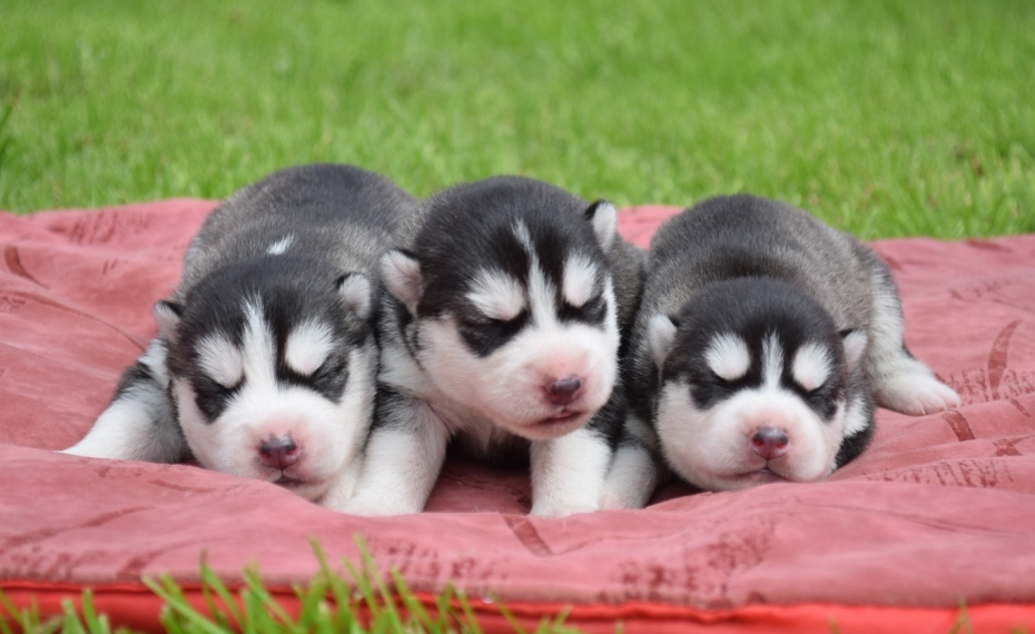 Лабрадор ухаживание. Щенок плюс щенок. • шесть щенят плюс мама –лайка. Щенки. Фотосессия щенков.