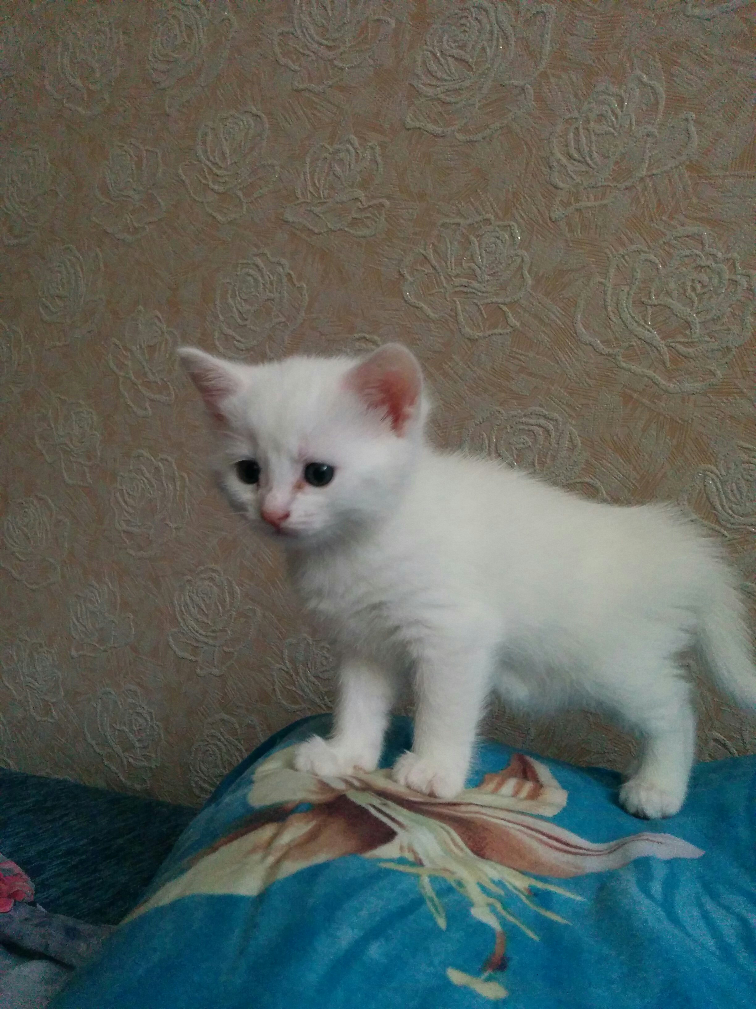 Купить Гладкошерстного Котенка В Москве