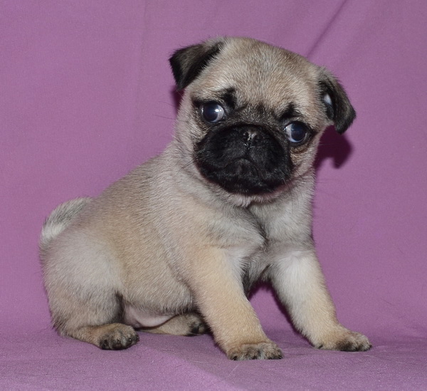 Где Купить Собаку Мопса