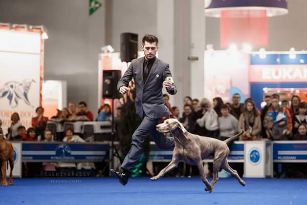 Грегор неманич хендлер. Николай курылев хендлер. Американский хендлер доберманов. Адамс хендлер. Подготовка к выставке собак.