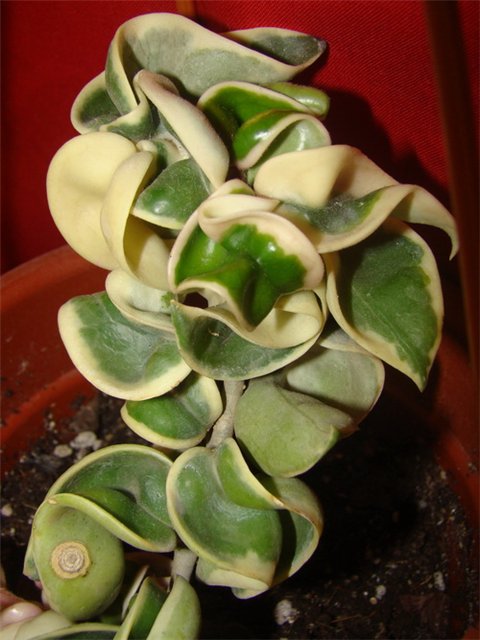 Куплю черенок Hoya compacta 'Regalis' (вариегатная). 