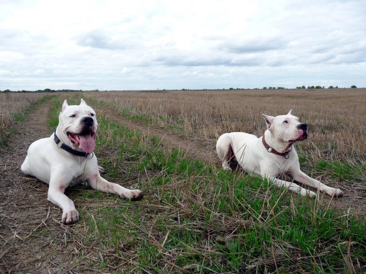 Аргентинский дог бой. Аргентинский дог мороччо. Аргентинский дог молоссы. Аргентинский дог бой. Аргентинский дог черутти.