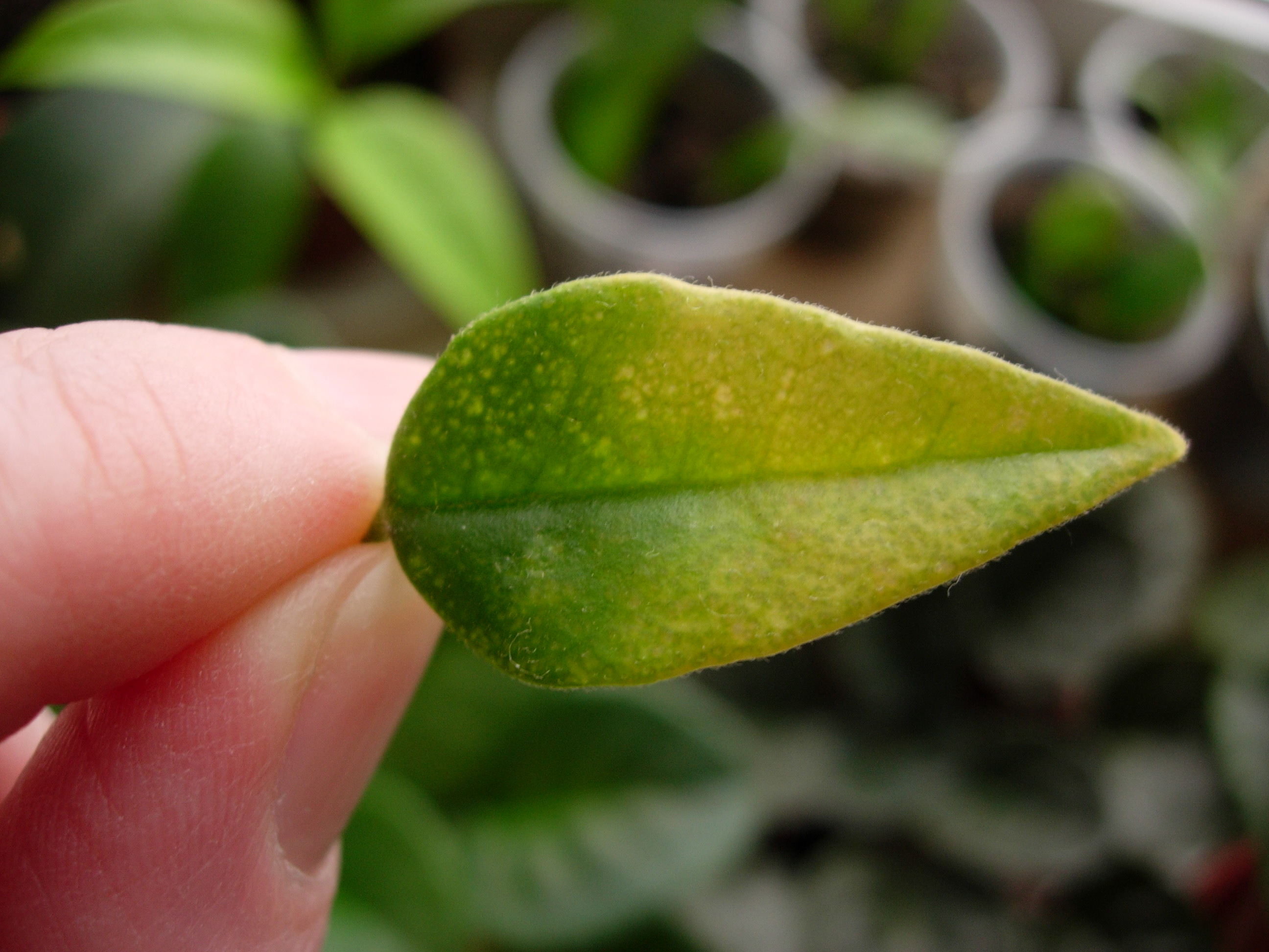 Хойя паутинный клещ. Хойя заболевания листвы. Почему желтеют листья у хойи. Почему желтеют листья у хойи. Шифлера желтеют листья.