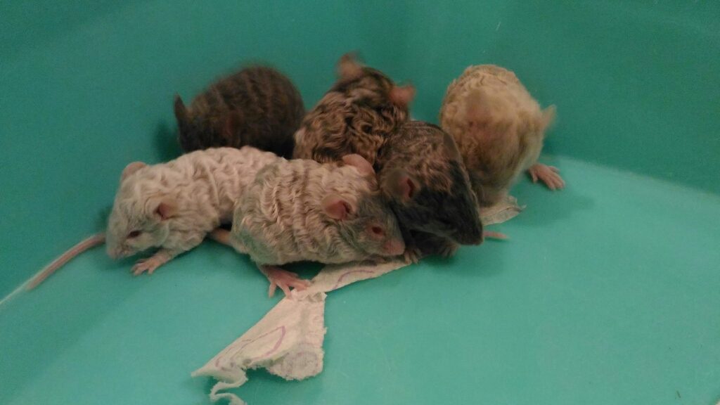 возраст мышат